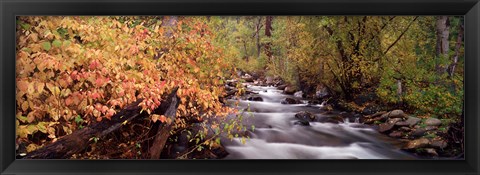 Framed Stream flowing through a forest Print