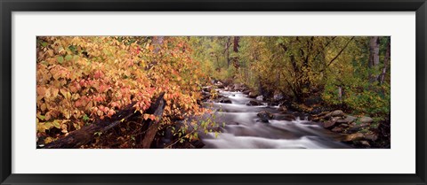 Framed Stream flowing through a forest Print