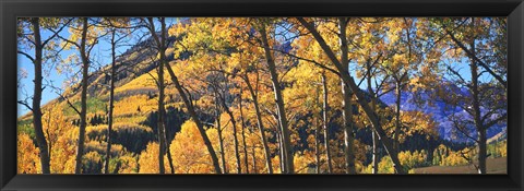 Framed Aspen trees in autumn with mountain in the background, Maroon Bells, Elk Mountains, Pitkin County, Colorado, USA Print