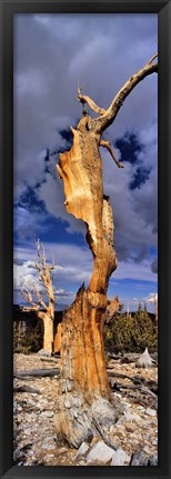 Framed Bristlecone pine trees (Pinus longaeva) on a landscape, White Mountain, California, USA Print