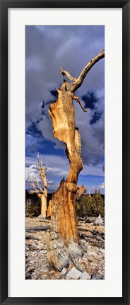 Framed Bristlecone pine trees (Pinus longaeva) on a landscape, White Mountain, California, USA Print