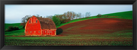 Framed Red Barn in a Field at Sunset, Washington State, USA Print