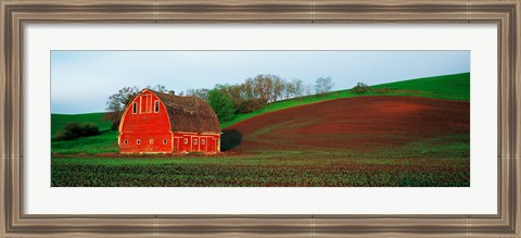 Framed Red Barn in a Field at Sunset, Washington State, USA Print