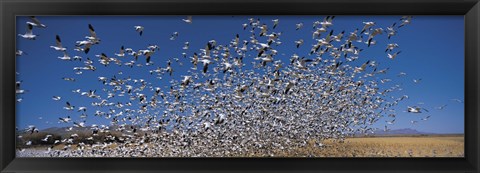 Framed Flock of Snow geese flying, Bosque Del Apache National Wildlife Reserve, New Mexico Print