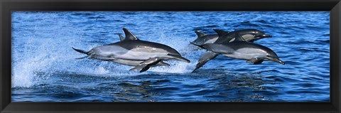 Framed Dolphins in the sea Print