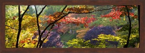 Framed Trees in a garden, Butchart Gardens, Victoria, Vancouver Island, British Columbia, Canada Print
