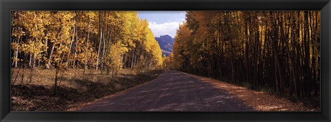 Framed Trees both sides of a dirt road, Jackson Guard Station, Owl Creek Pass, Ridgway, Colorado, USA Print