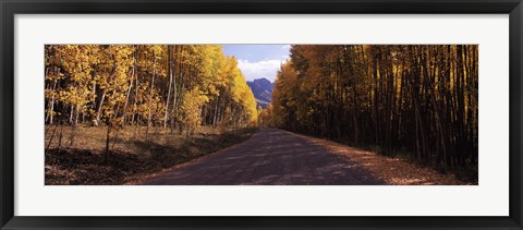 Framed Trees both sides of a dirt road, Jackson Guard Station, Owl Creek Pass, Ridgway, Colorado, USA Print