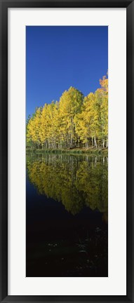 Framed Reflection of Aspen trees in a lake, Colorado, USA Print