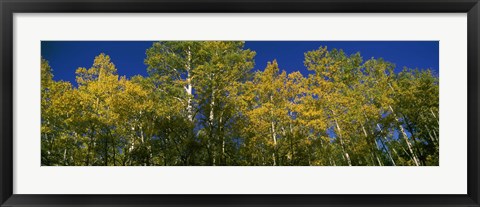 Framed Low angle view of trees, Colorado, USA Print