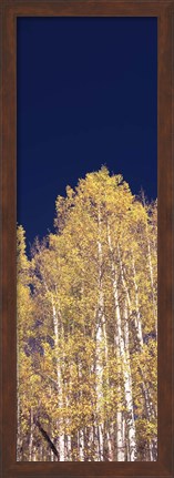 Framed Low angle view of Aspen trees, Colorado, USA Print