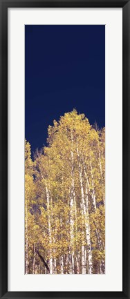 Framed Low angle view of Aspen trees, Colorado, USA Print