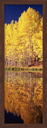 Framed Reflection of Aspen trees in a lake, Telluride, San Miguel County, Colorado, USA Print