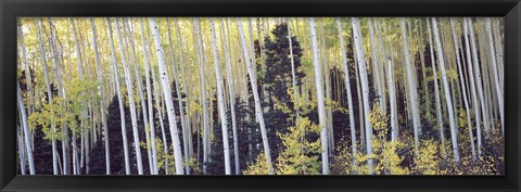 Framed Aspen trees in a forest, Aspen, Pitkin County, Colorado, USA Print