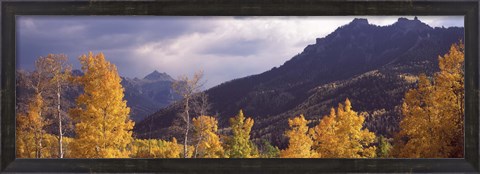 Framed Trees in a forest, U.S. Route 550, Jackson Guard Station, Colorado, USA Print