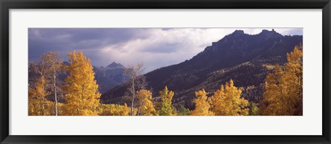 Framed Trees in a forest, U.S. Route 550, Jackson Guard Station, Colorado, USA Print