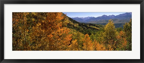 Framed Forest, Silverton, San Juan County, Colorado, USA Print