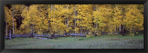 Framed Forest, State Highway 62, Ridgway, Colorado Print