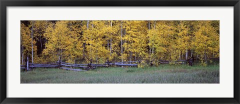 Framed Forest, State Highway 62, Ridgway, Colorado Print