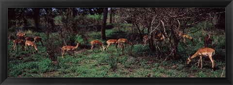 Framed Herd of impalas (Aepyceros Melampus) grazing in a forest, Kruger National Park, South Africa Print