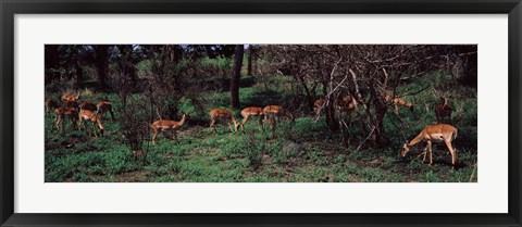 Framed Herd of impalas (Aepyceros Melampus) grazing in a forest, Kruger National Park, South Africa Print