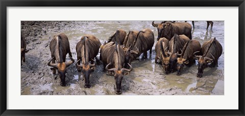 Framed Herd of Blue wildebeests (Connochaetes taurinus) at a waterhole, Mkuze Game Reserve, Kwazulu-Natal, South Africa Print