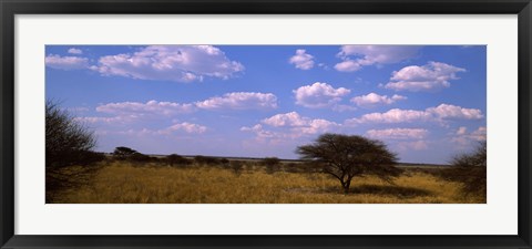 Framed Landscape view of arid savannah in the dry season, Central Kalahari Game Reserve, Botswana Print