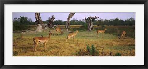 Framed Herd of impalas (Aepyceros Melampus) grazing in a field, Moremi Wildlife Reserve, Botswana Print