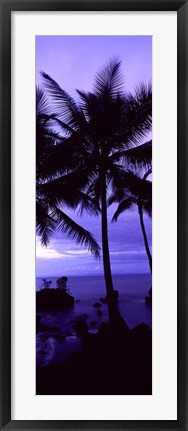 Framed Palm trees on the coast, Colombia (purple) Print