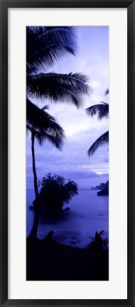 Framed Palm trees on the coast, Colombia (purple and blue) Print