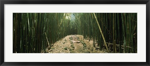 Framed Bamboo Forest, Hana Coast, Maui, Hawaii Print