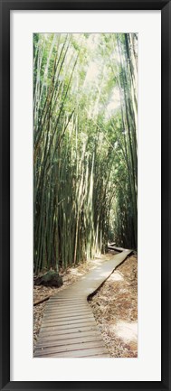 Framed Trail in a bamboo forest, Hana Coast, Maui, Hawaii, USA Print