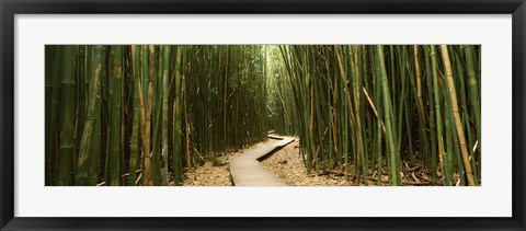 Framed Wooden path surrounded by bamboo, Oheo Gulch, Seven Sacred Pools, Hana, Maui, Hawaii, USA Print