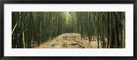 Framed Path with stones surrounded by Bamboo, Oheo Gulch, Seven Sacred Pools, Hana, Maui, Hawaii, USA Print