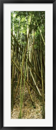 Framed Bamboo stems, Oheo Gulch, Seven Sacred Pools, Hana, Maui, Hawaii, USA Print