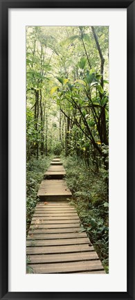 Framed Stepped path surronded by Bamboo shoots, Oheo Gulch, Seven Sacred Pools, Hana, Maui, Hawaii, USA Print