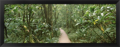 Framed Young bamboo with path, Oheo Gulch, Seven Sacred Pools, Hana, Maui, Hawaii, USA Print