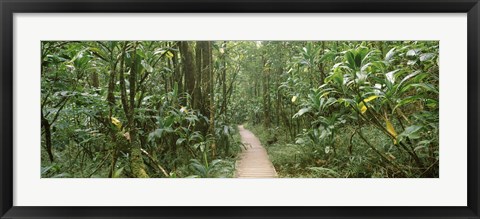 Framed Young bamboo with path, Oheo Gulch, Seven Sacred Pools, Hana, Maui, Hawaii, USA Print