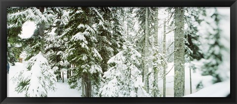 Framed Snow covered evergreen trees at Stevens Pass, Washington State Print