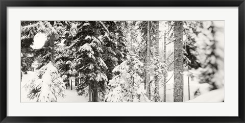 Framed Snow covered evergreen trees at Stevens Pass, Washington State (black and white) Print