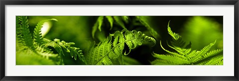 Framed Fern Print