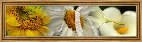 Framed Yellow and white flowers Print