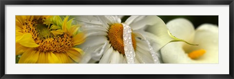 Framed Yellow and white flowers Print