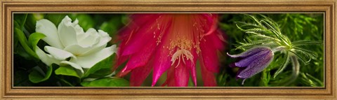 Framed White, pink and purple flowers Print