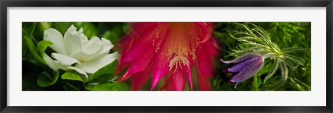 Framed White, pink and purple flowers Print