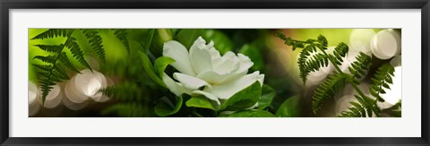 Framed Fern with magnolia Print