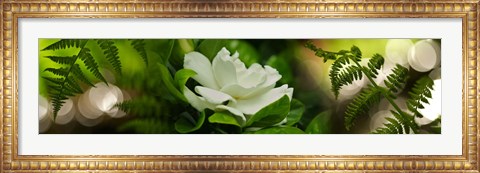 Framed Fern with magnolia Print