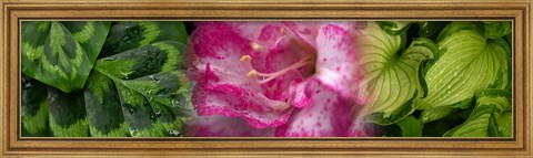 Framed Leaves and pink flowers Print