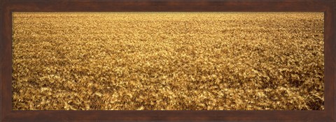 Framed Panorama of amber waves of grain, wheat field in Provence-Alpes-Cote D&#39;Azur, France Print