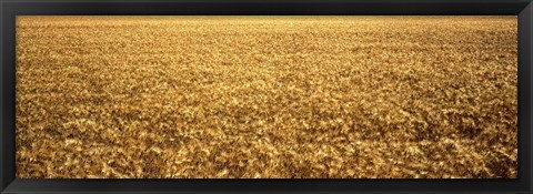 Framed Panorama of amber waves of grain, wheat field in Provence-Alpes-Cote D&#39;Azur, France Print